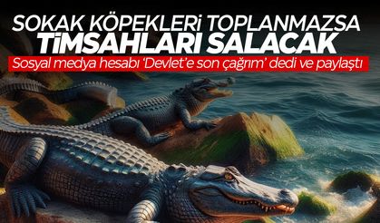 'Devlet'e son çağrım' dedi ve paylaştı... Timsahları salacak