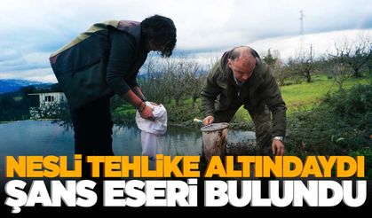 Nesli tehlike altındaydı… Tesadüfen gölette buluttu