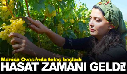 Sultani üzümde hasat mesaisi başladı!