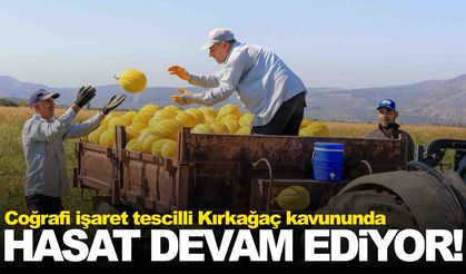 AB tescilli Kırkağaç kavununda hasat devam ediyor