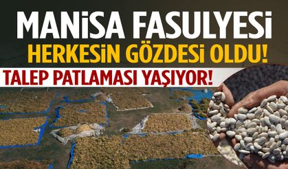İlçede 1300 rakımda yetişiyor… Manisa fasulyesi rekor talep görüyor!