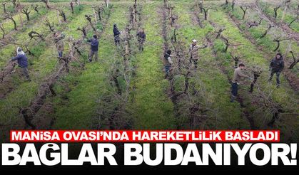 Manisa’da üzüm bağlarında budama mesaisi başladı