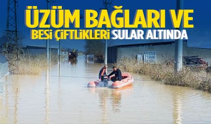 Manisa’da üzüm bağları ve besi çiftlikleri sular altında kaldı!
