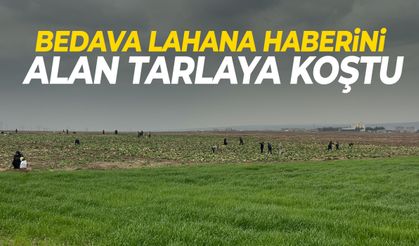 Bedava lahana yağmur dinlemedi! Tarlaya akın ettiler