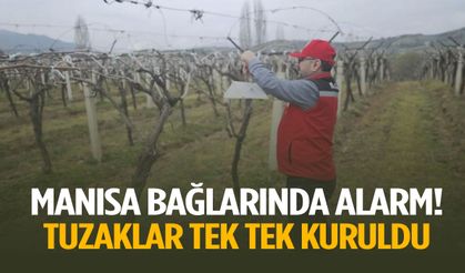 Manisa bağlarında alarm! Tuzaklar tek tek kuruldu
