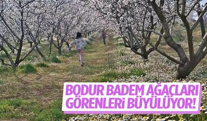 Bodur badem bahçeleri görenleri büyülüyor