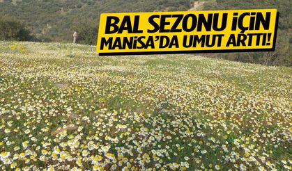 Manisa’da bal sezonu için umut arttı!