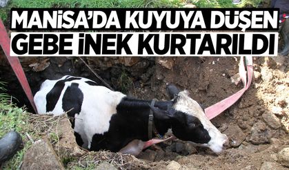 Manisa’da kuyuya düşen gebe inek kurtarıldı