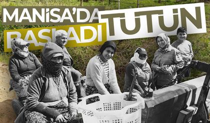 Sarıgöl'de tütün dikim sezonu başladı!