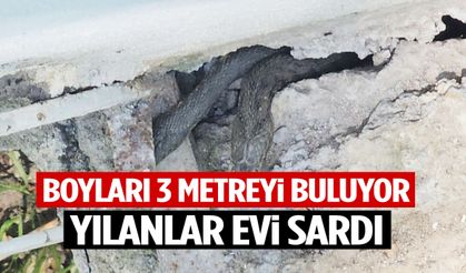 Boyları 3 metreyi buluyor! Yılanlar evi sardı