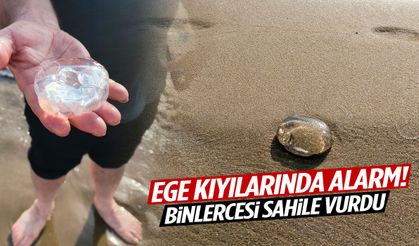 Ege kıyılarında alarm! Binlercesi sahile vurdu