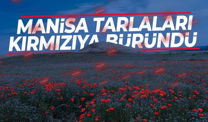 Manisa tarlaları kırmızıya büründü