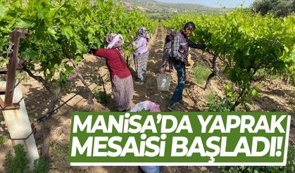 Manisa’da yaprak mesaisi başladı!