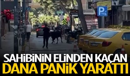 Sahibinin elinden kaçan dana panik yarattı