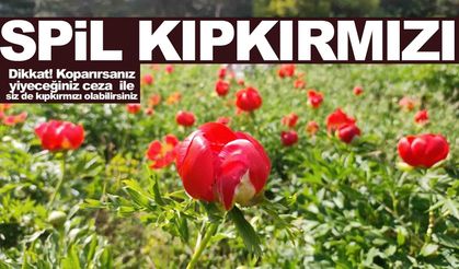 Spil’de şakayıklar açtı… Koparana verilecek ceza dudak uçuklattı