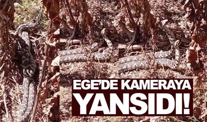 Ege’de görüntülendi... Isırdığı yeri çürütüyor!