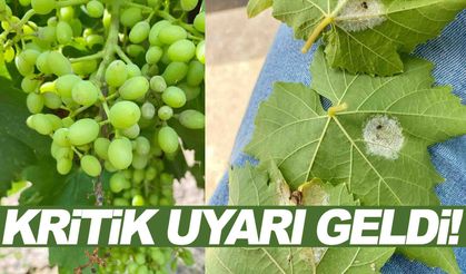 Manisalı bağcılar dikkat... Kritik uyarı geldi!