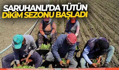 Saruhanlı’da tütün dikim sezonu başladı