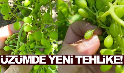 Üzümde salkım güvesi tehlikesi... Manisalı üreticiye uyarı var!