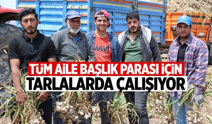 Tüm aile başlık parasını biriktirmek için tarlalarda çalışıyor!