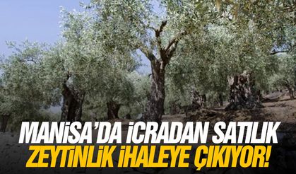 Manisa'da icradan satılık zeytinlik ihaleye çıkıyor!