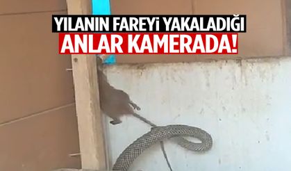 Manisa’da kümese giren dev yılan fareyi böyle yakaladı! O anlar kamerada…
