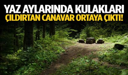 Yaz aylarında ortaya çıkıyor! İşte kulakları çıldırtan o canavar…