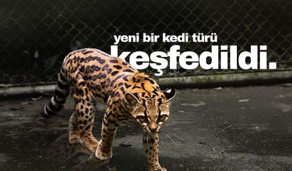100 yıl sonra yeni bir kedi türü keşfedildi