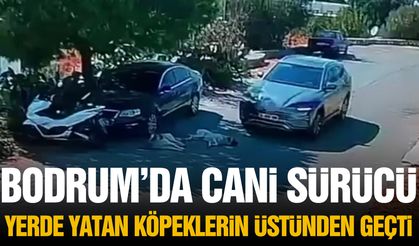 Bodrum’da cani sürücü yerde yatan köpeklerin üzerinden geçti