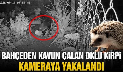 Bahçeden kavun çalan oklu kirpi kameralara yakalandı