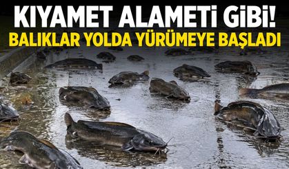 Kıyamet alameti gibi! Balıklar sudan çıkıp yolda yürümeye başladı