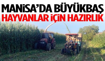 Manisa’da büyükbaş hayvanlar için hazırlık başladı!