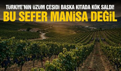 Türkiye’nin ünlü üzümü başka kıtada kök saldı! Bu sefer Manisa değil…