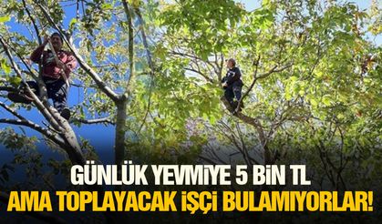 Günlük yevmiye 5 bin TL ama toplayacak işçi bulamıyorlar!