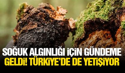 Soğuk algınlığı için gündeme geldi! Türkiye’de de yetişiyor