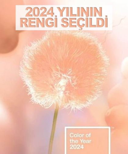 2024 yılının rengi seçildi: Pantone 13-1023 Şeftali Tüyü