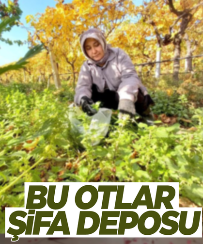 Manisa’da üzüm bağlarının arasından çıkan bu otlar şifa deposu!