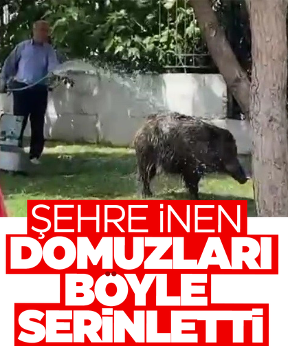 İzmir’de ilginç anlar… Domuzları hortumla serinletti!