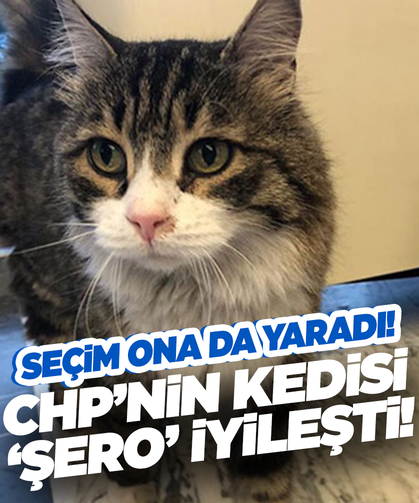 CHP’nin kedisi Şero sağlığına kavuştu!
