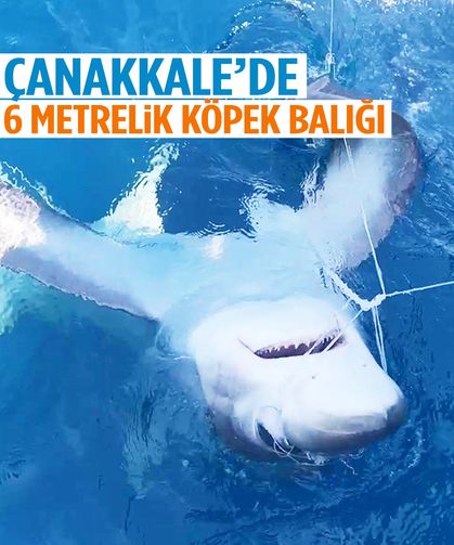 Oltaya takılanı görünce şoke oldular… Tam 6 metre uzunluğunda!