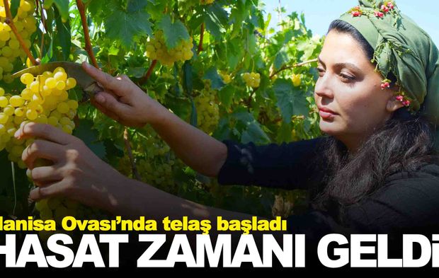 Sultani üzümde hasat mesaisi başladı!