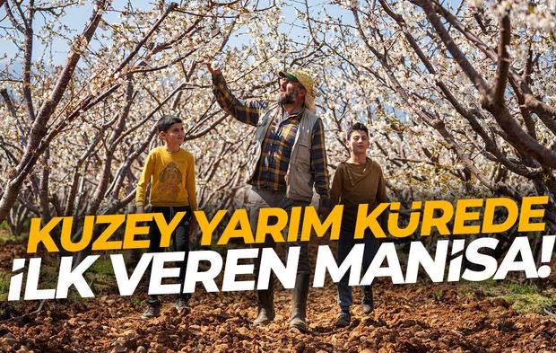 Kuzey yarım kürede ilk Manisa'da çıkıyor!