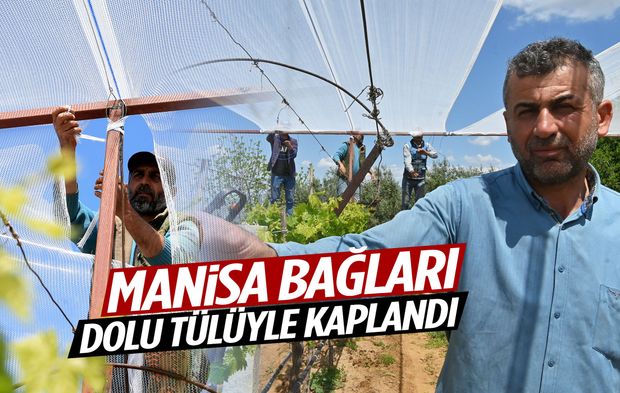 Manisa üzümünde büyük önlem! Bağların üzeri dolu tülüyle kaplandı