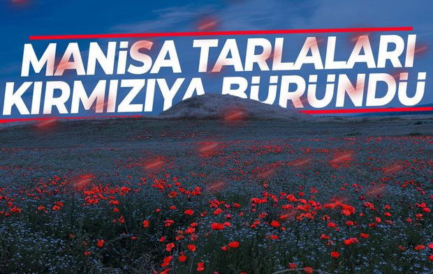 Manisa tarlaları kırmızıya büründü