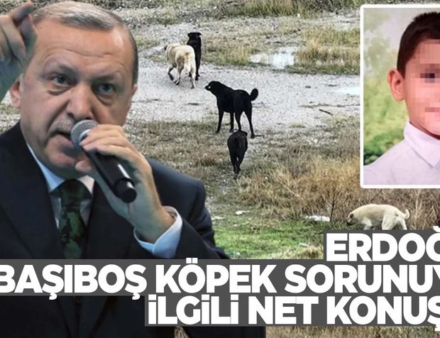 Erdoğan’dan başıboş köpek sorunuyla ilgili net tavır!