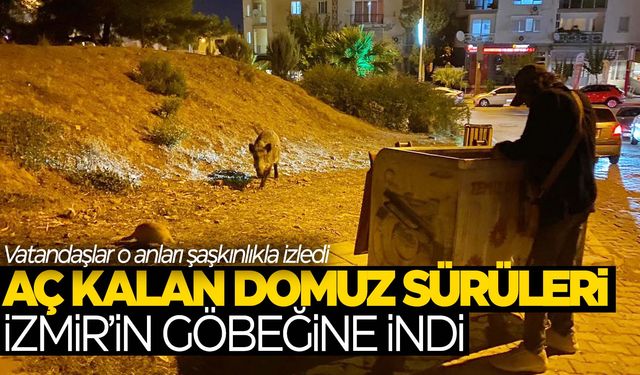 Aç kalan domuzlar İzmir’in göbeğine indi!