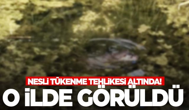 Nesli tükenme tehlikesi altında… O ilde görüldü!