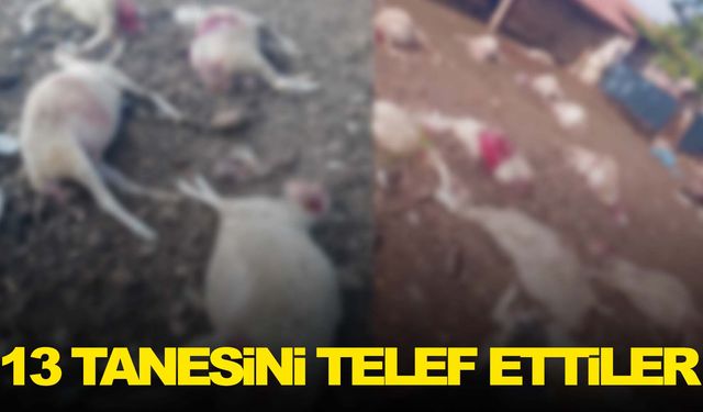 Ege’de dehşet! Ağıla girdiler