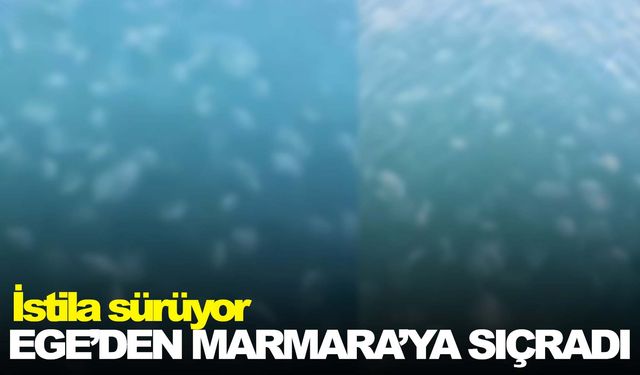 Ege’den Marmara’ya sıçradı!