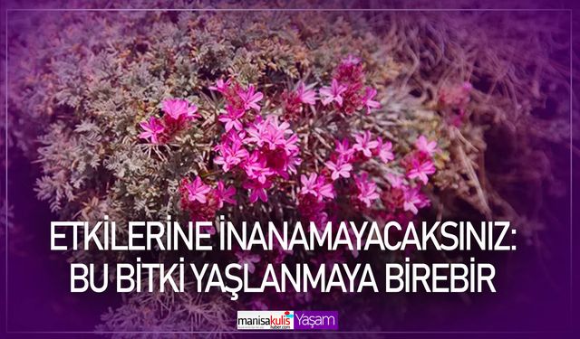 Etkilerine inanamayacaksınız: Bu bitki yaşlanmaya birebir